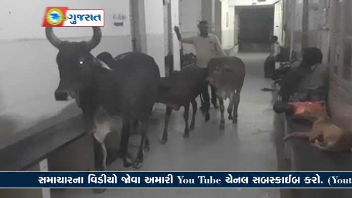 cow-in-hospital