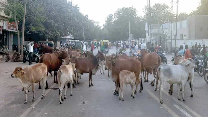 jamnagar-cow