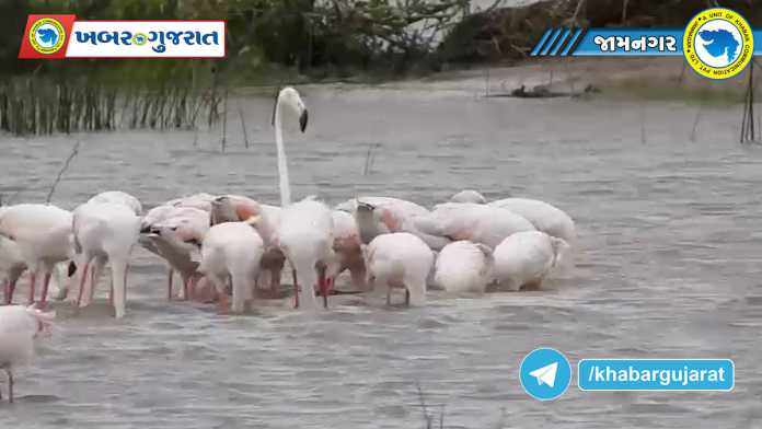 Khijadiya-Bird-Sanctuary